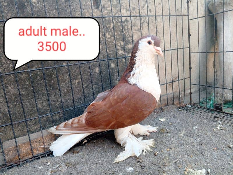 fancy pigeon | kabutar| Jacobin|  frillback saddle | amarican fantail| 13