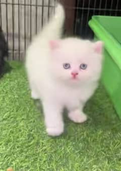 Persian Cat for sale my WhatsApp number 0326/74/83/108