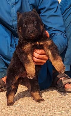 top quality gsd proper long coat female age 2 month for sale