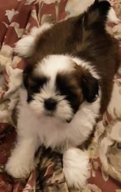 Shih Tzu Quality Shitzu /Shihtzu Highly Pedigreed puppies available