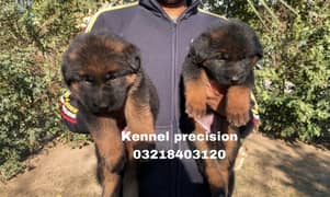 German shepherd Long Hair pink pedigree microchipped imported  puppies