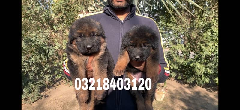 German shepherd Long Hair pink pedigree microchipped imported  puppies 1