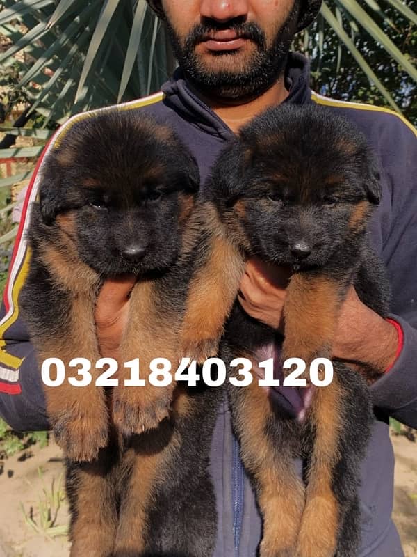 German shepherd Long Hair pink pedigree microchipped imported  puppies 2