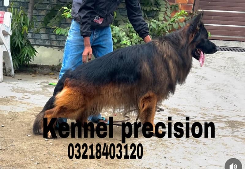 German shepherd Long Hair pink pedigree microchipped imported  puppies 3