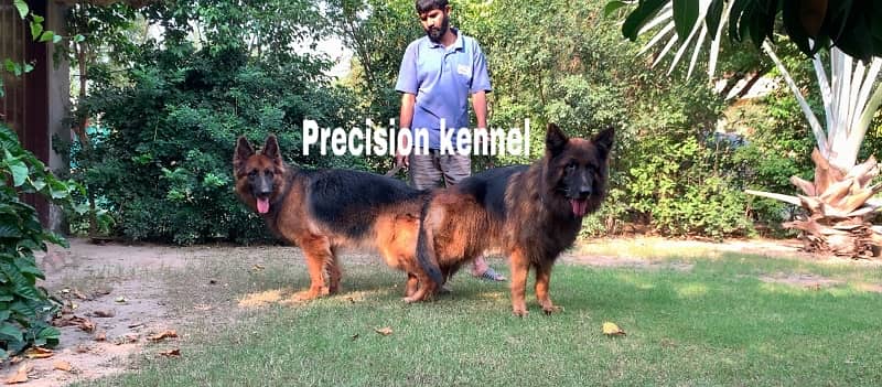 German shepherd Long Hair pink pedigree microchipped imported  puppies 4