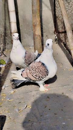 santinant breeder pair