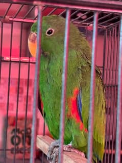 GRAND ECLECTUS MALE FOR SALE