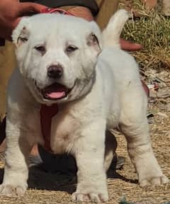 Alabai Male Dog | King Alabai Breed | Alabai Puppies