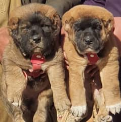 Kurdish Kangal Pair For Sale