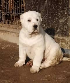 Alabai Male Dog | King Alabai Breed | Alabai Puppies