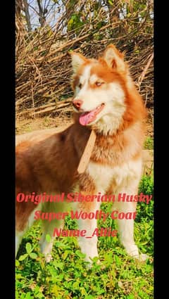 Original Siberian Husky Brown Color Wooly Coat  Vaccinated 03167714278