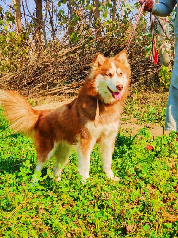 Original Siberian Husky Brown Color Wooly Coat  Vaccinated 03167714278 1