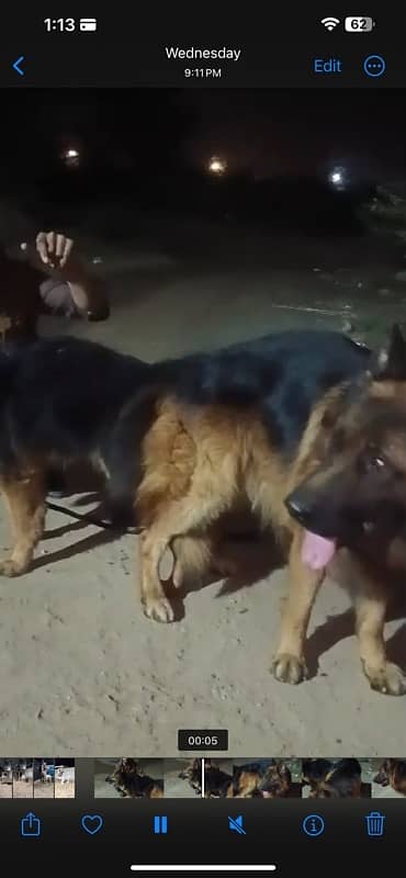 German shepherd gsd male female long coat puppies 4