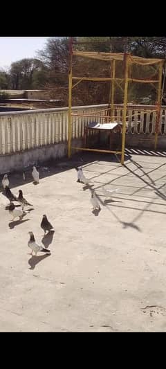 flying pigeons for sale