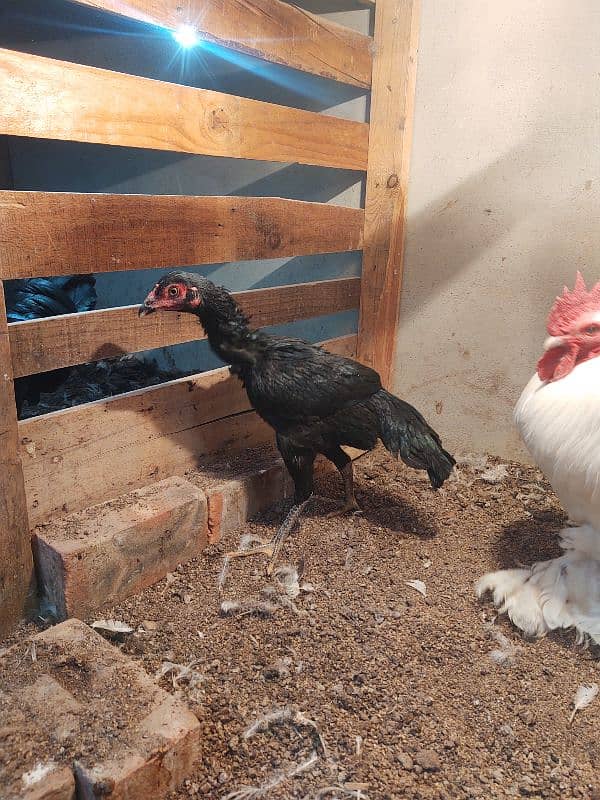 SALE FOR FEMALE ASEEL CROSS SHAAMO 3