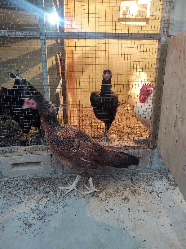 SALE FOR FEMALE ASEEL CROSS SHAAMO 5