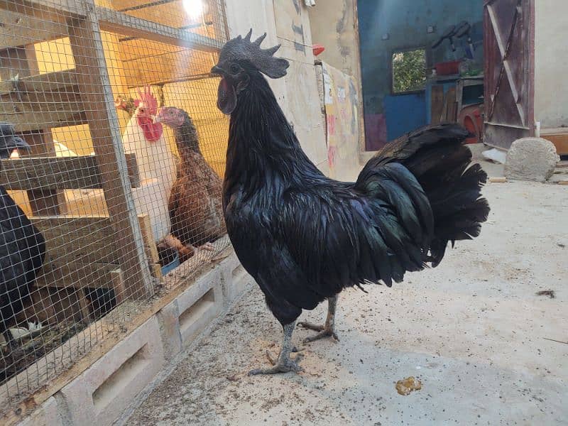 SALE FOR FEMALE ASEEL CROSS SHAAMO 8