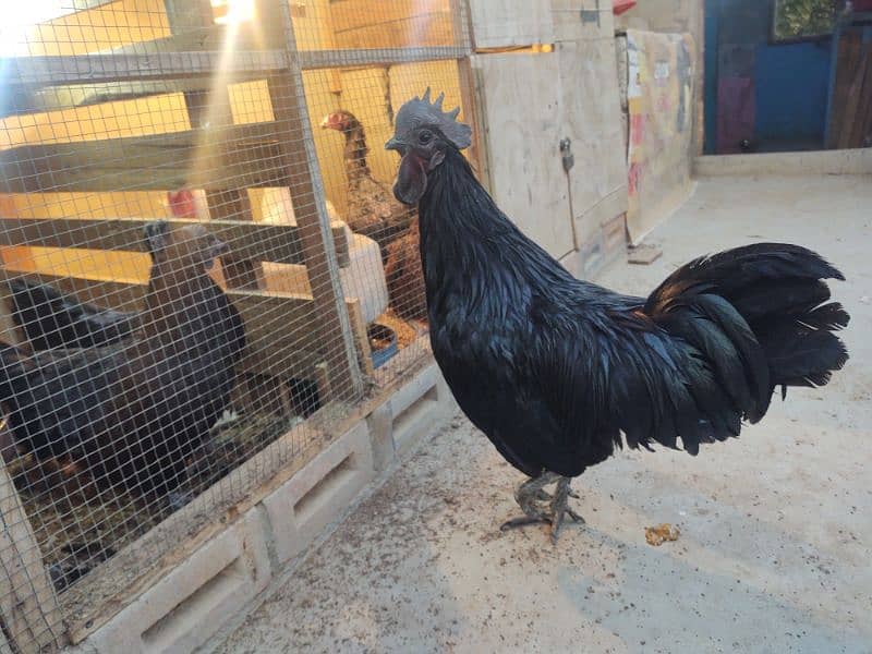 SALE FOR FEMALE ASEEL CROSS SHAAMO 10