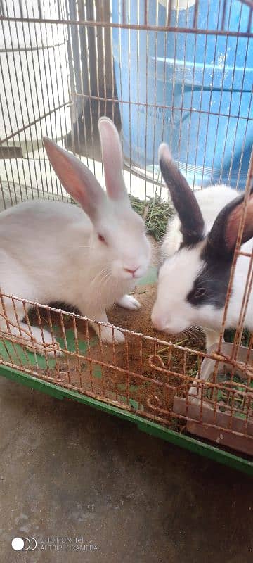 Rabbit pair with iron cage 0