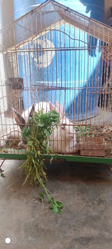 Rabbit pair with iron cage 1