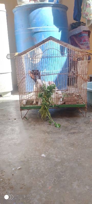 Rabbit pair with iron cage 2