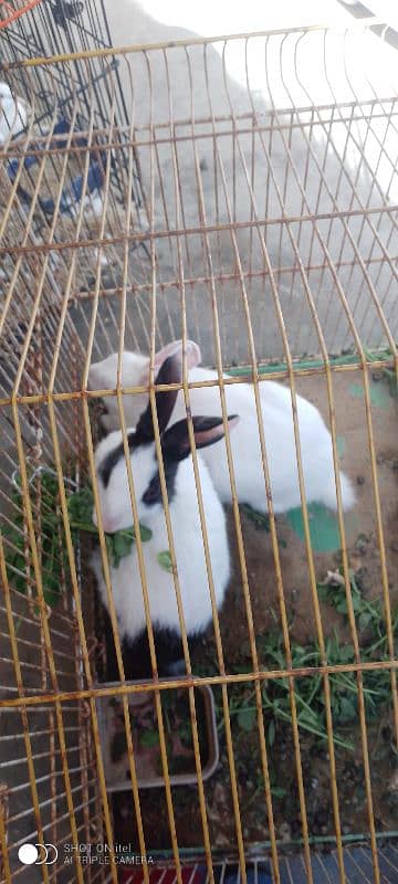 Rabbit pair with iron cage 4