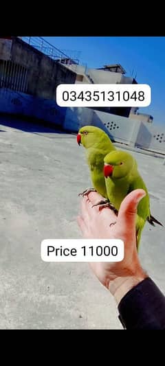 03435131048 Green ringneck parrots pair