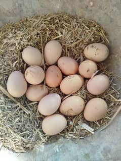 eggs of heera