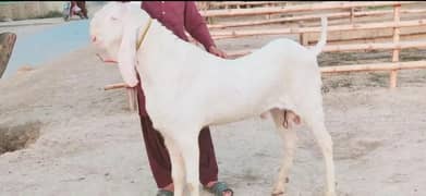 Bakra For SAlE CALL"' 03405184073 Whatsapp number