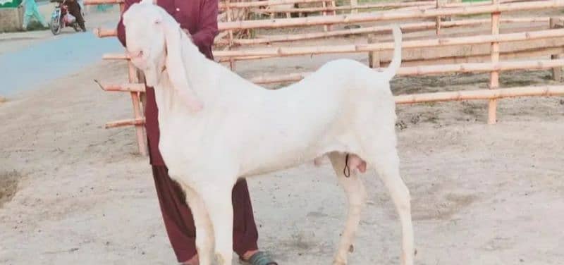 Bakra For SAlE CALL"' 03405184073 Whatsapp number 1