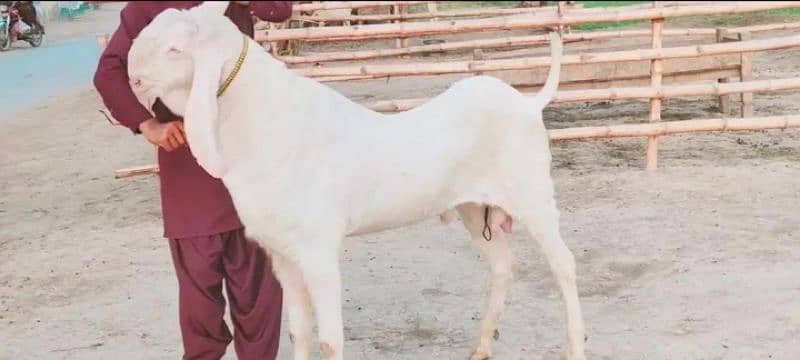 Bakra For SAlE CALL"' 03405184073 Whatsapp number 2