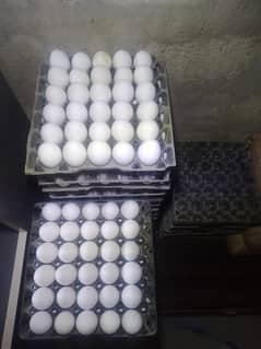 Whole sale Eggs 26/jan/2025