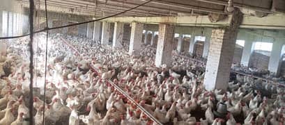 Hens in Sialkot