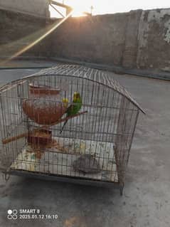 Australian parrots with cage