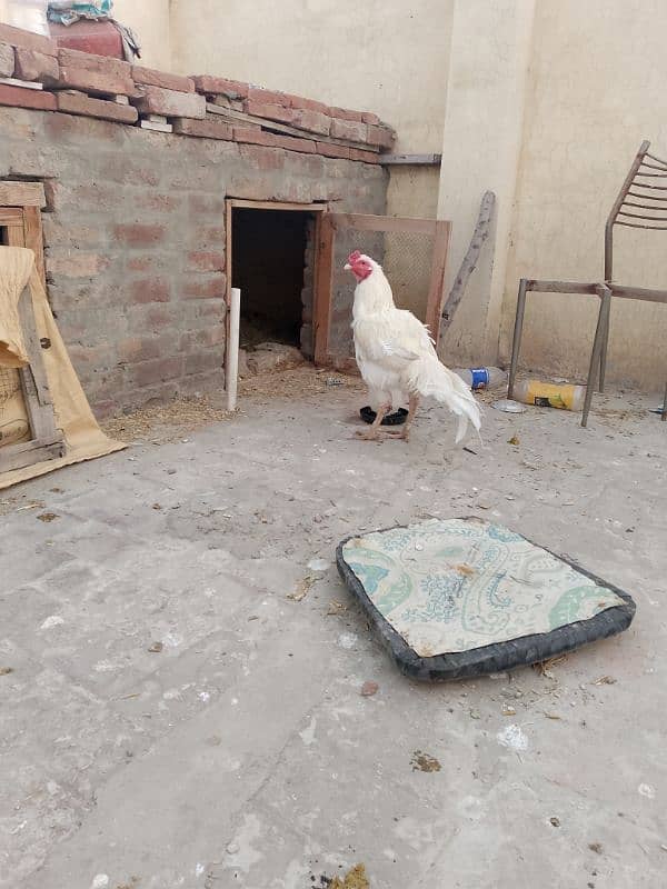 heera white aseel for sale 0