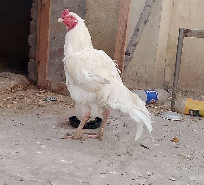 heera white aseel for sale 1