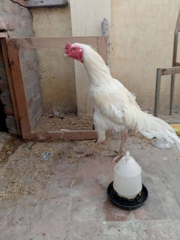 heera white aseel for sale 2