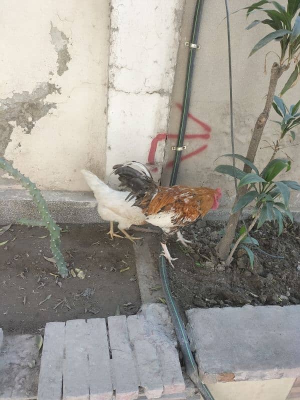 pure desi hens pair 2