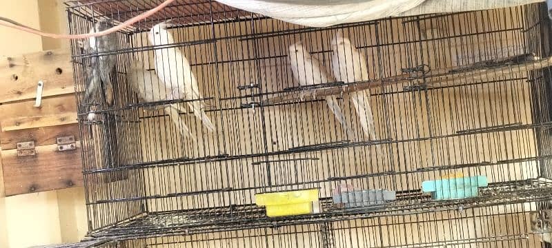 common white albino cocktail breeder pair 0