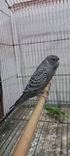 Black Face Budgie