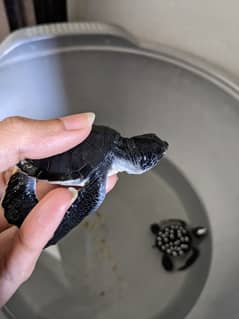 Black baby turtles (pair)