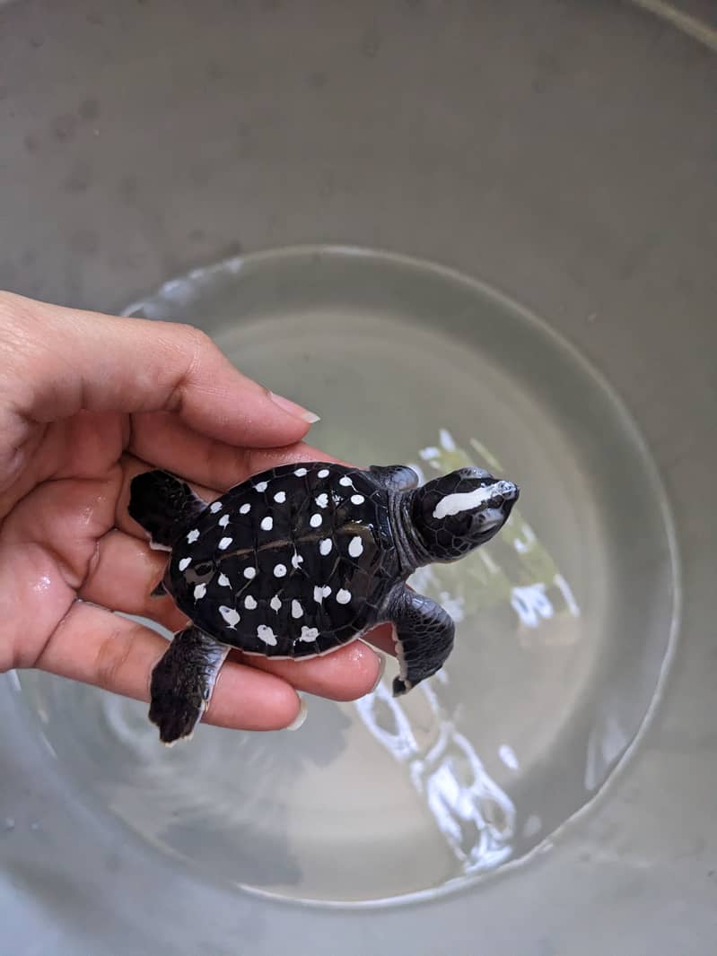 Black baby turtles (pair) 1