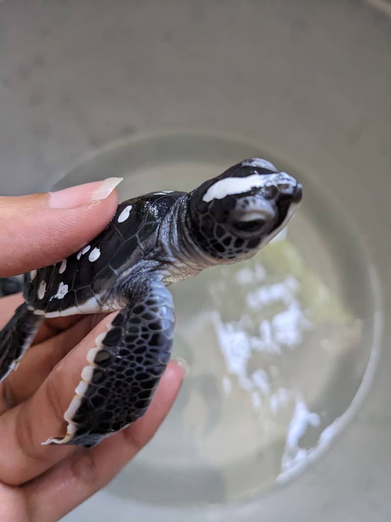 Black baby turtles (pair) 2