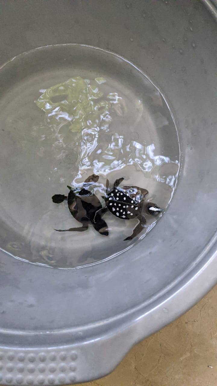 Black baby turtles (pair) 3