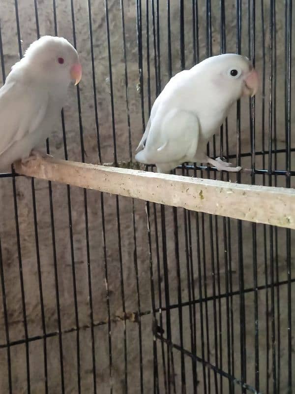 Albino red to black eyes breeder pair. 0