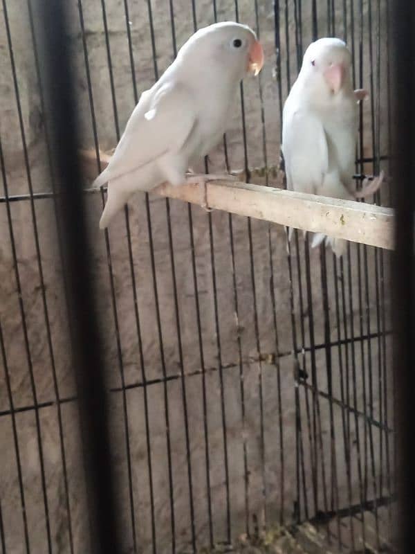 Albino red to black eyes breeder pair. 2