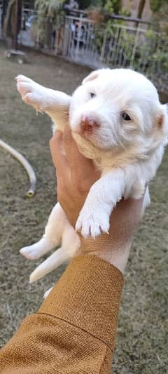 Russian Puppies /red nose Russian /Male Puppies /Russian dog For Sale