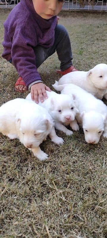 Russian Puppies /red nose Russian /Male Puppies /Russian dog For Sale 4