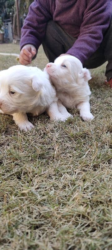 Russian Puppies /red nose Russian /Male Puppies /Russian dog For Sale 5