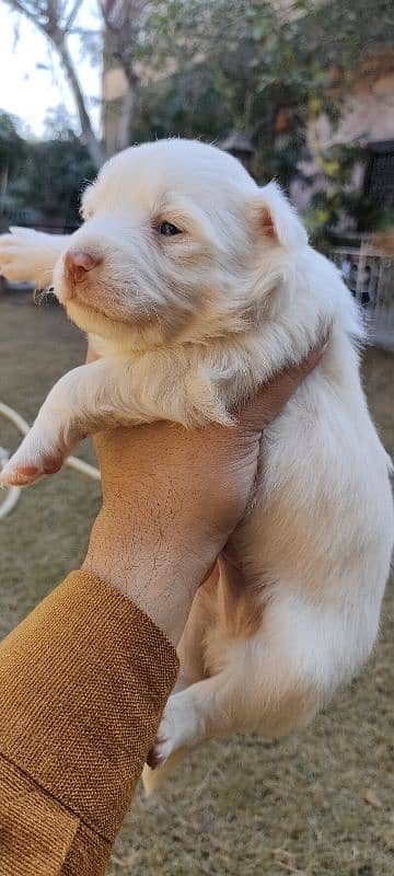 Russian Puppies /red nose Russian /Male Puppies /Russian dog For Sale 6